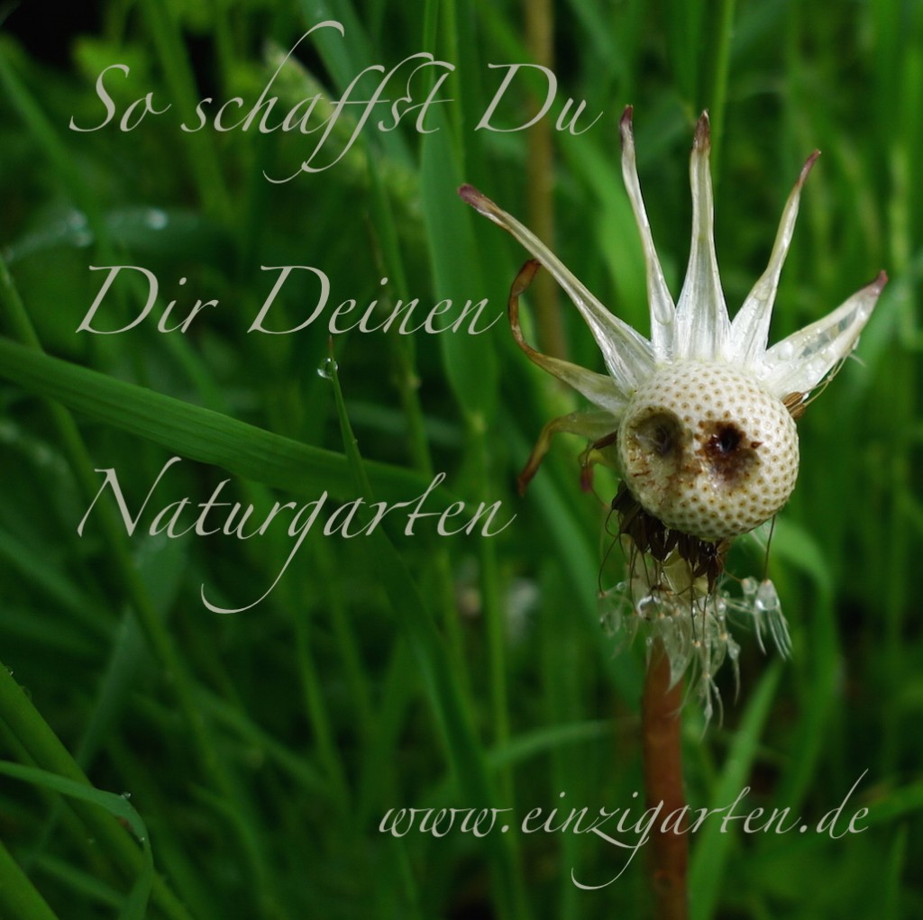 Naturgarten_Löwenzahn-Wichtel_Text